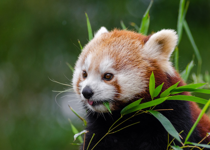 Roter Panda