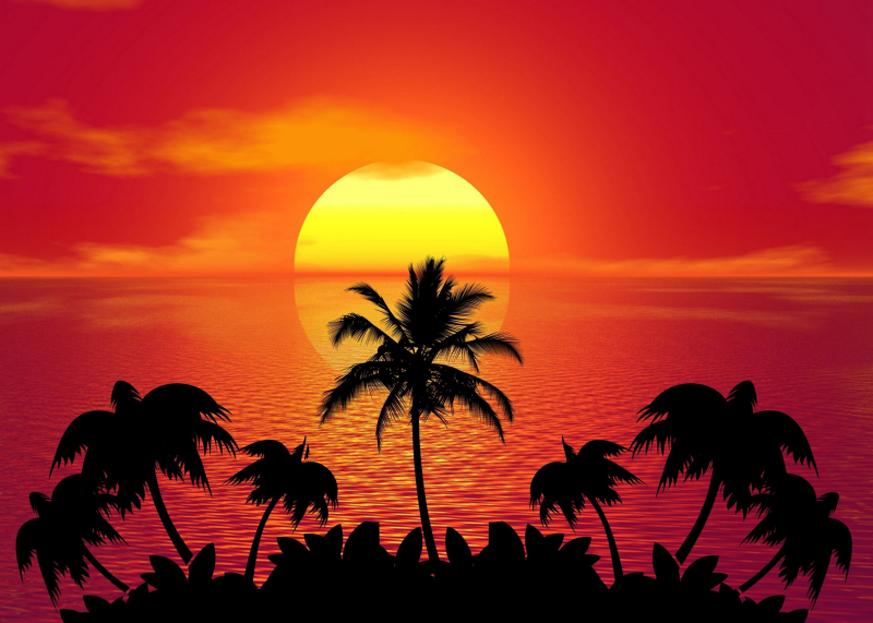 Palmen im Sonnenuntergang