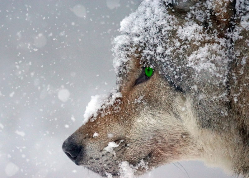 Wolf im Schnee