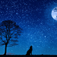 Wolf im Mondlicht