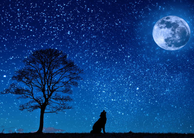 Wolf im Mondlicht