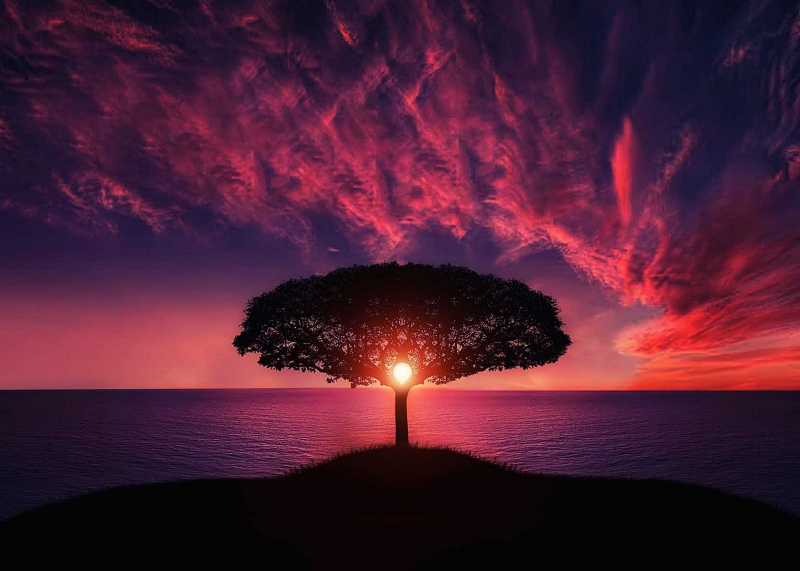Baum des Lebens Sonne Meer